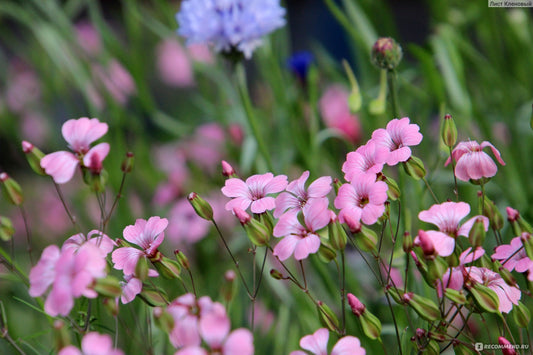 Baby's breath pink