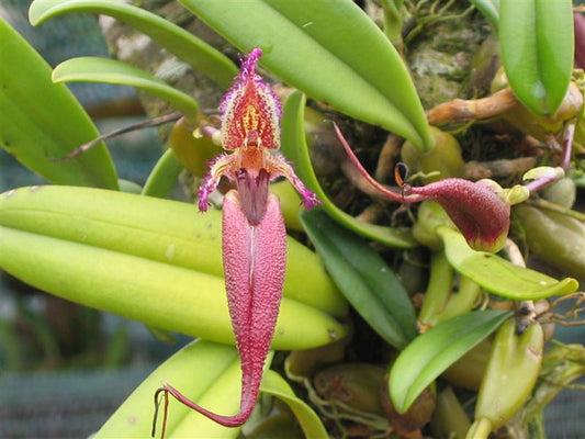 Bulbophyllum longissimum putidum orchid