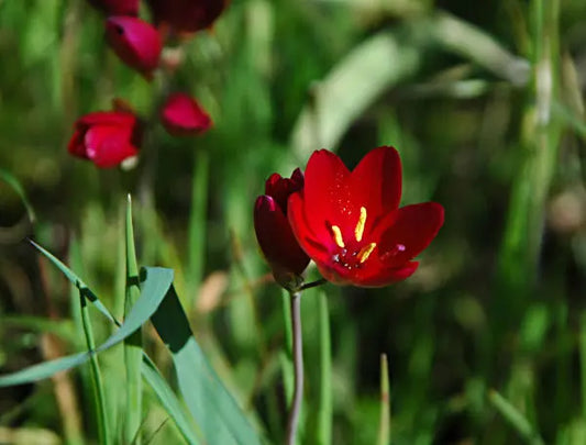 Geissorhiza Inflexa