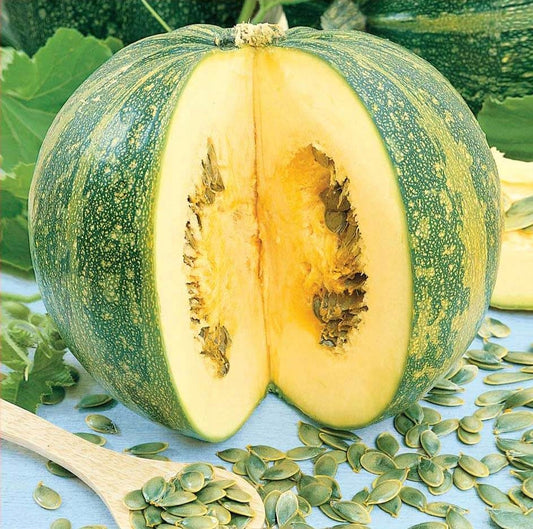 Oil Squash Olga Pumpkin