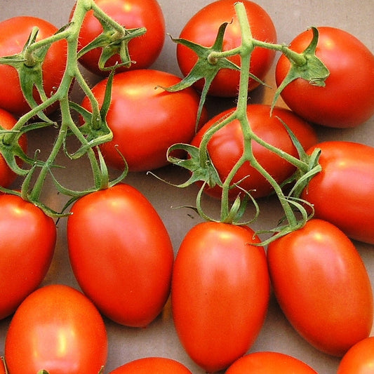 Roma Tomato 'Chrobry' F1