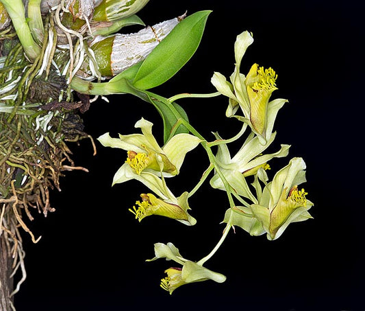 Dendrobium delacourii orchid