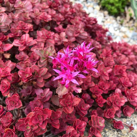 Dragon's blood succulent - Sedum Spurium