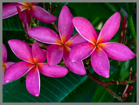 Plumeria Lanna Violet