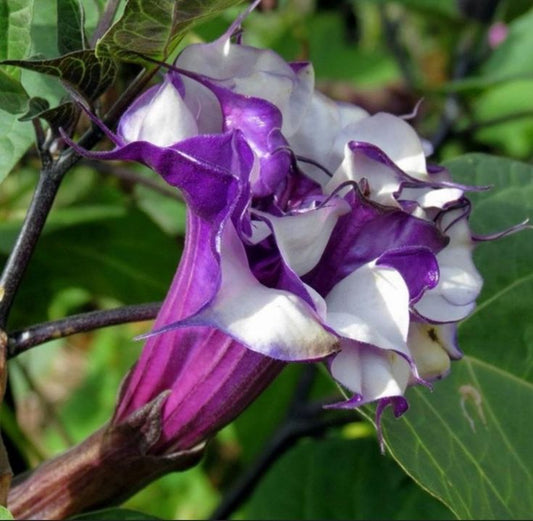 Datura double purple