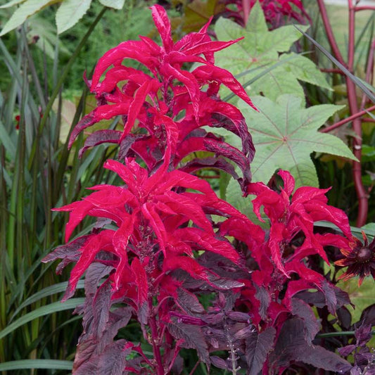 Amaranthus Joseph's Coat