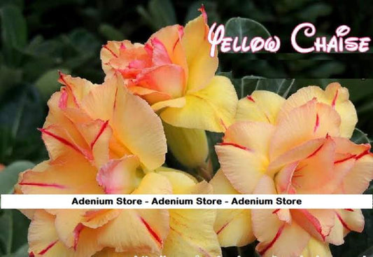 Adenium Obesum Yellow Chaise