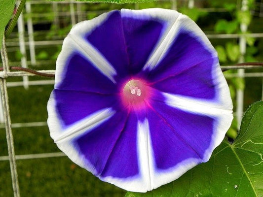 Morning Glory `Mount Fuji` - Ipomoea Nil