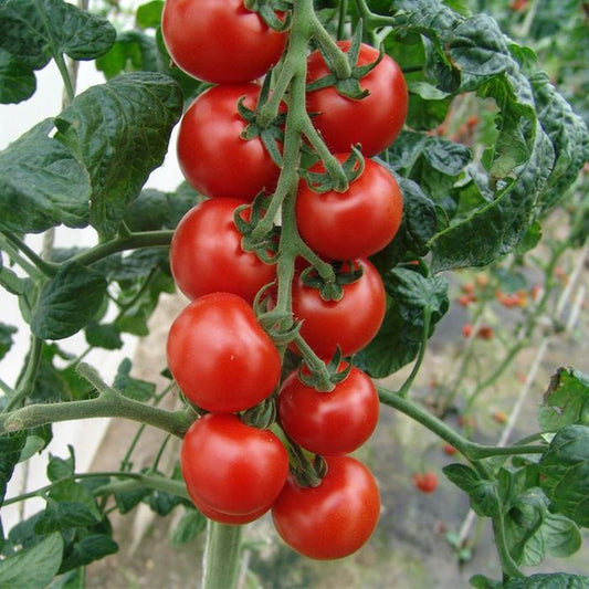 Tomato 'Sweet Million'