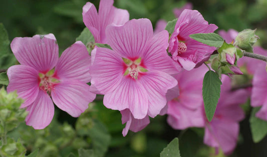 Mallow - Mixed