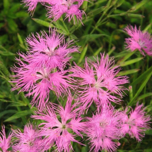 Superb Pink Dianthus Superbus