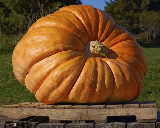 Pumpkin 'Dill's atlantic giant'