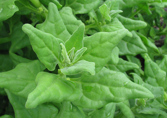 New Zealand spinach