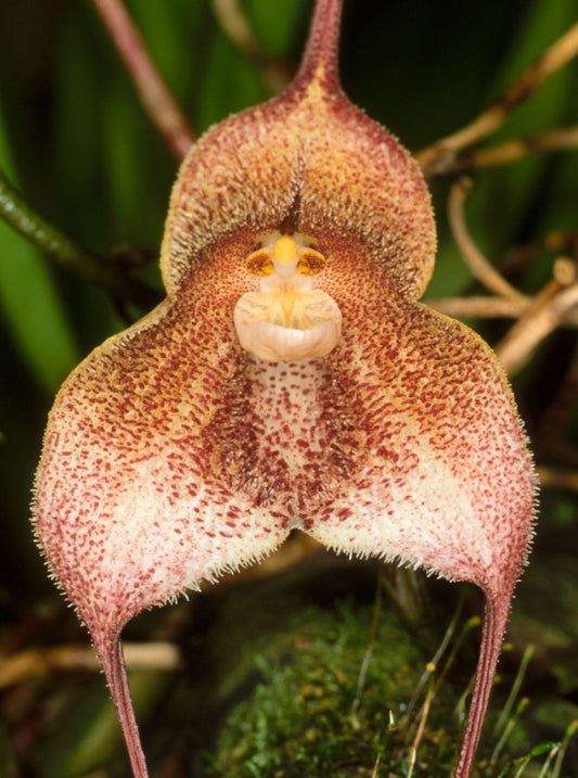 Orchid Monkey Face Purple dots