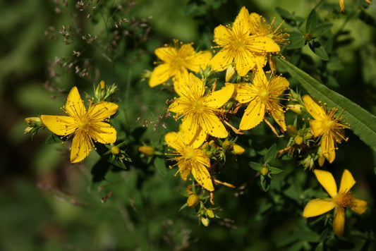 St. John's wort