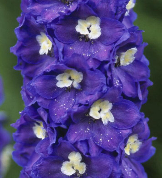 Pacific giant 'King Arthur' - Delphinium cultorum