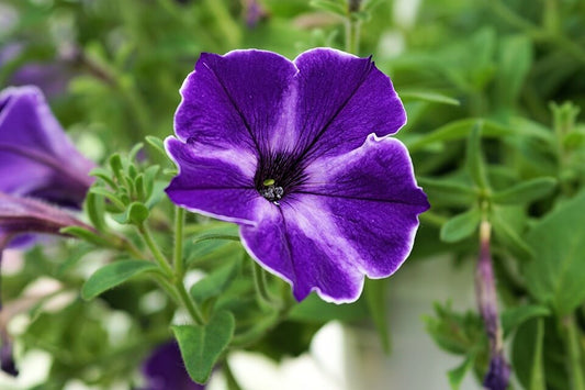 Petunia Alderman Violet