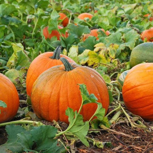 Pumpkin 'Jack o'lantern'