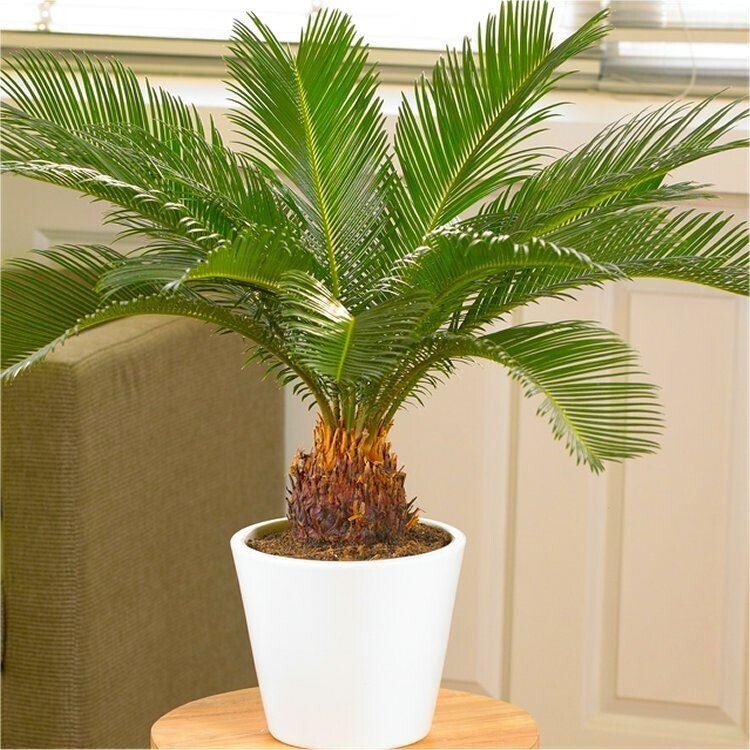 Canary island Palm