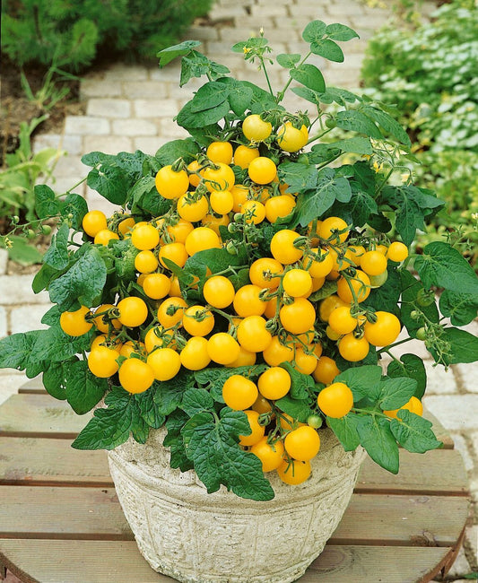 Bush Yellow Tomato 'Aztek'