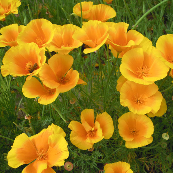 California poppy 'Golden west'