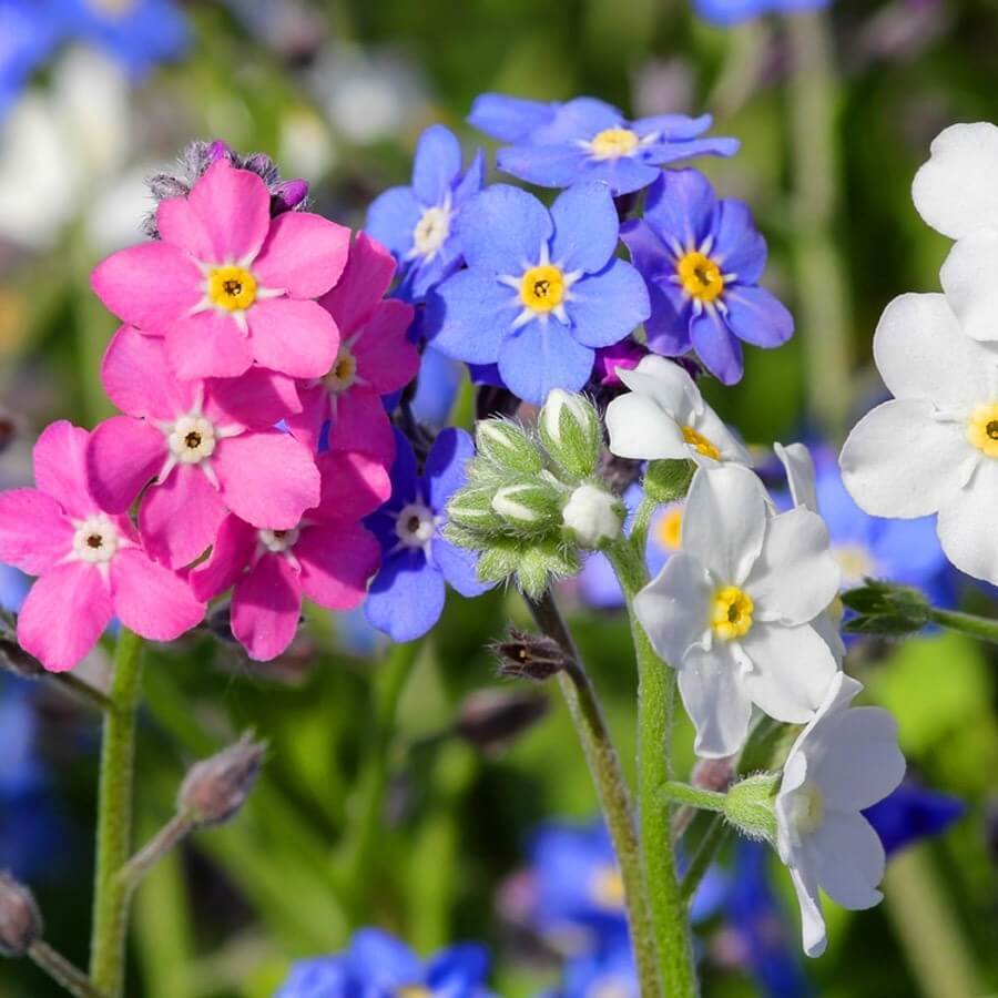 Alpine Forget-me-not mixed