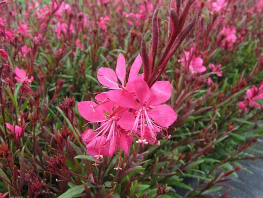 Beeblossom rosy - Gaura lindheimeri