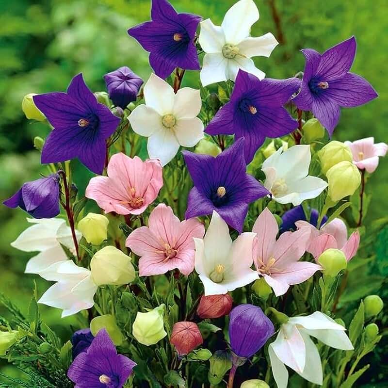 Balloon Flower Mix