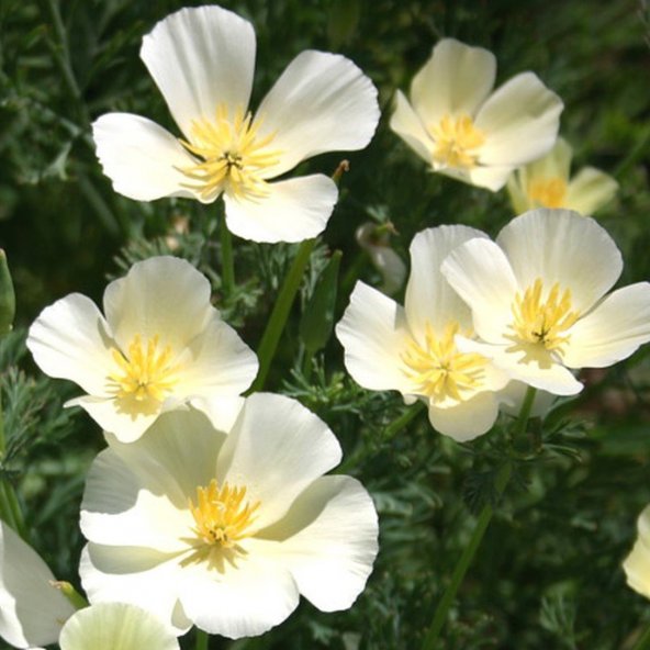 California poppy white