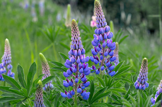 Blue Lupine