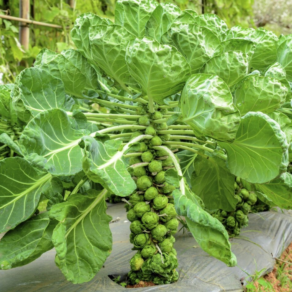 Brussel sprout 'Casiopea'