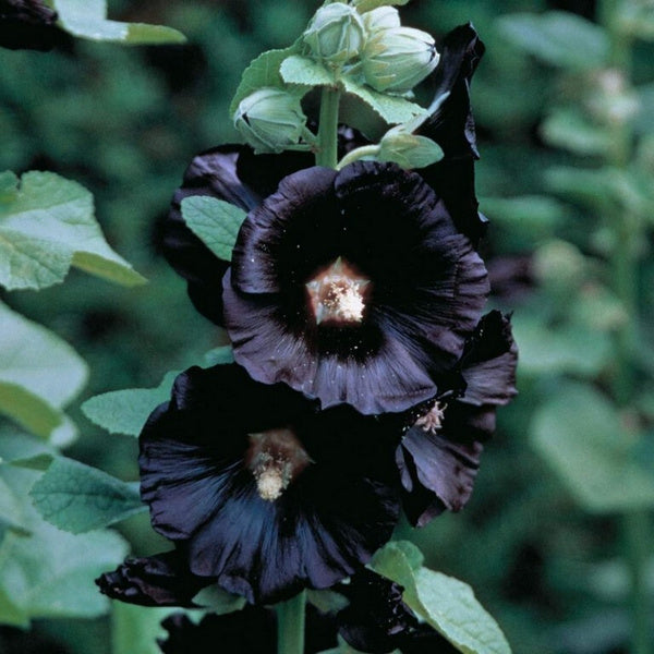 Black Hollyhock