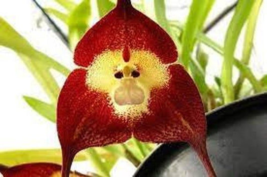 Orchid Monkey Face Red