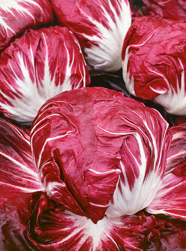 red ball chicory