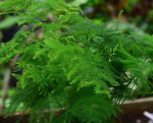 Asparagus fern 'Plumosus nanus'