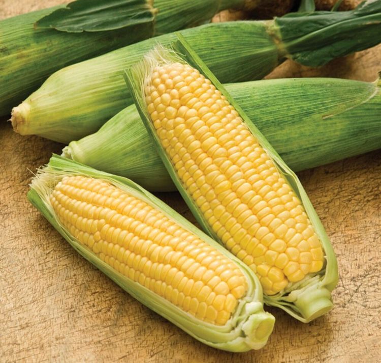 Corn F1