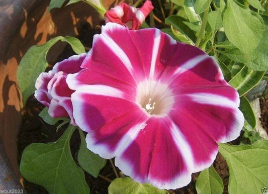 Morning Glory 'Rosita' Red