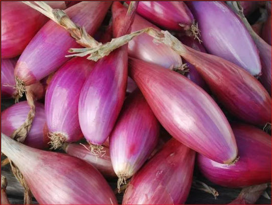 Red long onion 'Tropea rossa lunga'