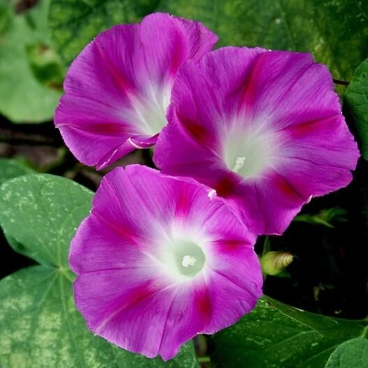 Morning Glory 'Crimson Rambler' - Ipomoea purpurea