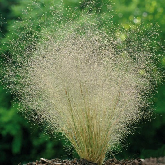 Cloud Grass