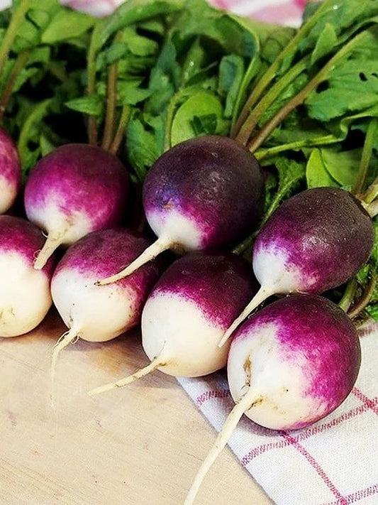 Radish 'Diana' - Raphanus sativus