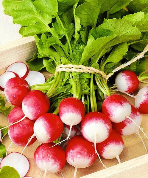 Radish 'Poloneza' - Raphanus sativus