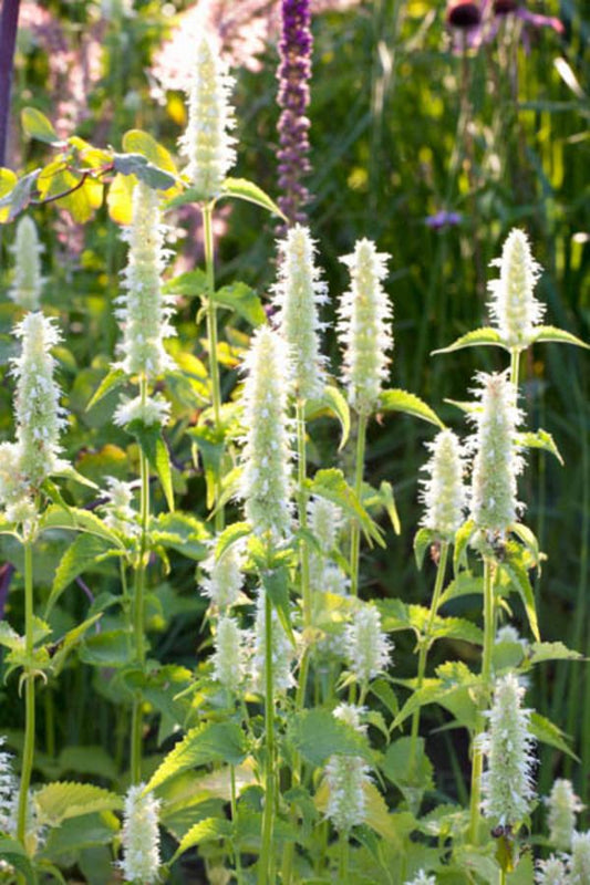 Giant Hyssop White