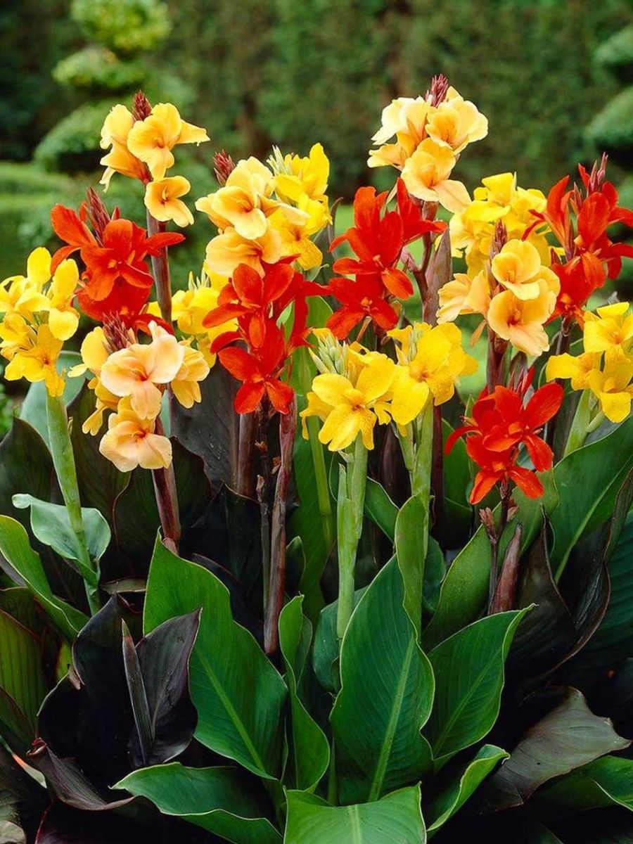 Canna 'Indian Shot' Mix