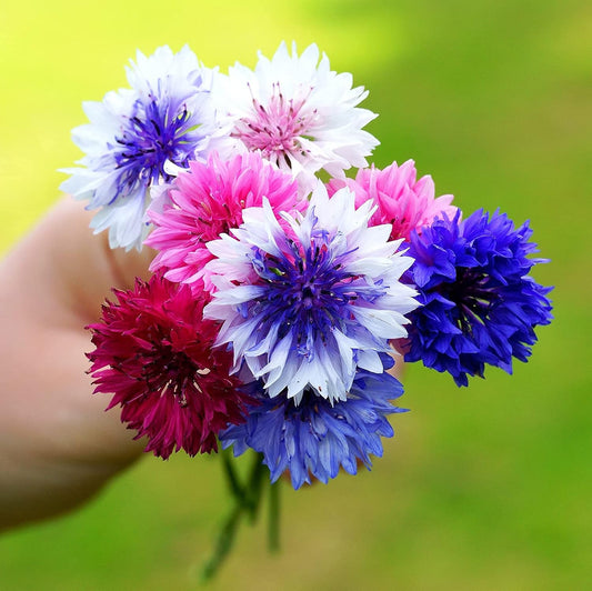 Centaurea Cyanus - Polka Dot