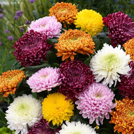 Dwarf chrysanthemum mix