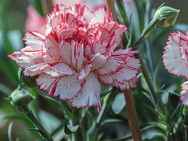 Carnation Chadbaud 'Benigna'