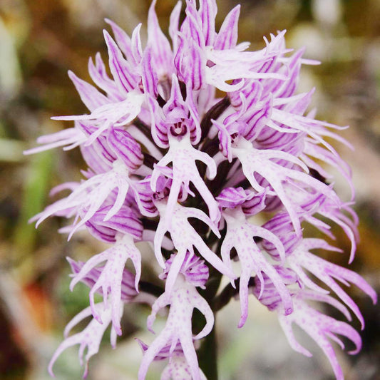 Orchis italica Purple-men Orchid