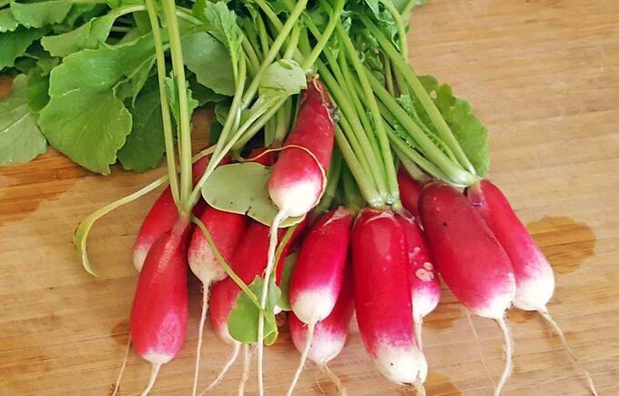 Radish French Breakfast 3