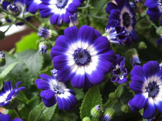 Cineraria hybrida dwarf mix 'Amigo Strain'